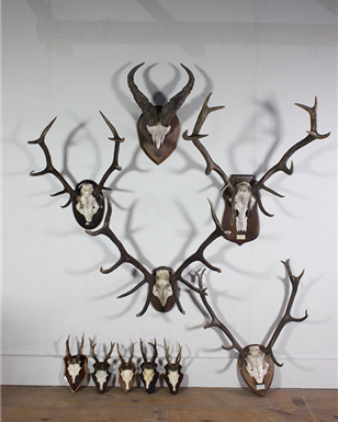 Mounted Deer/Ram Antlers