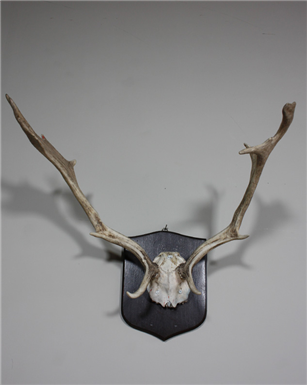 mounted Deer Antlers