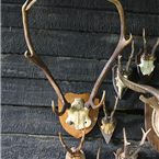 seven  Point Mounted Deer Antlers