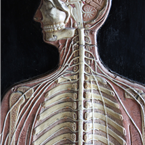 anatomical Man